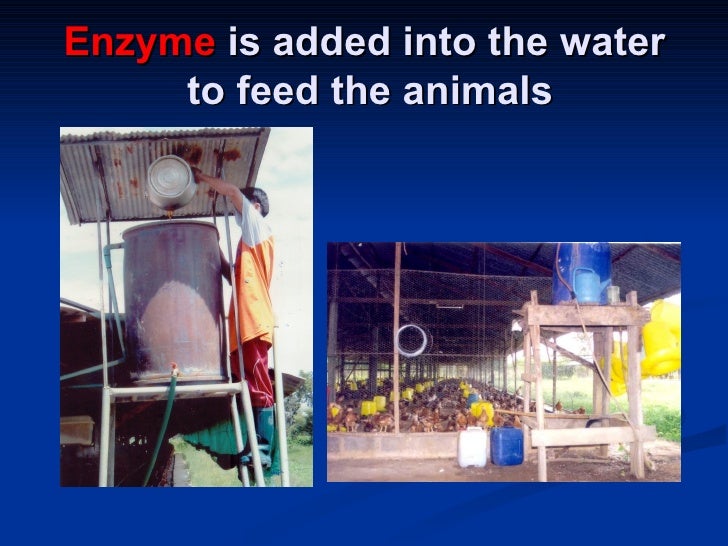 4. The Role Of Enzyme In Agriculture