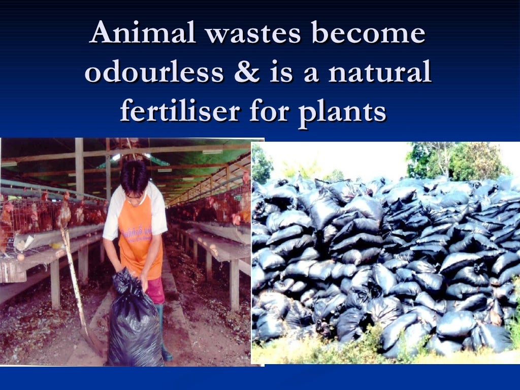 4. The Role Of Enzyme In Agriculture