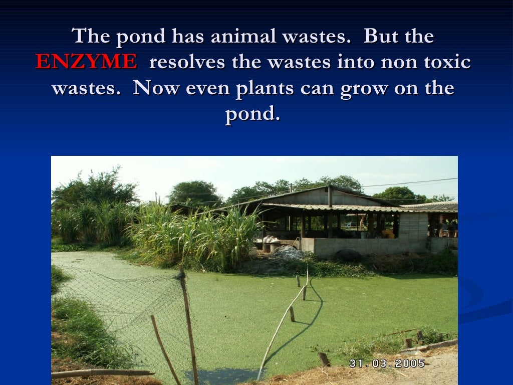 4. The Role Of Enzyme In Agriculture