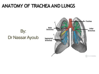 ANATOMY OF TRACHEAANDLUNGS
By:
Dr Nassar Ayoub
 