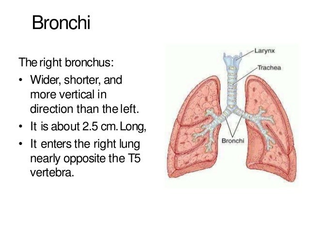 Anatomy Of Trachea Lungs