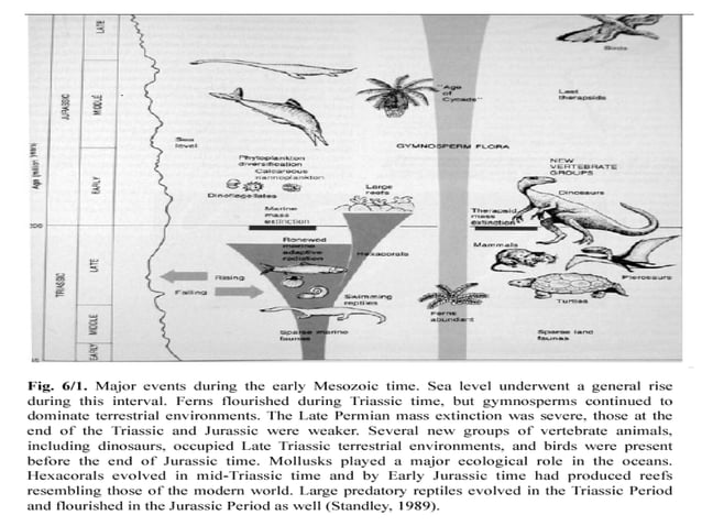 Triassic-Jurassic Periods | PPT | Geography | Science