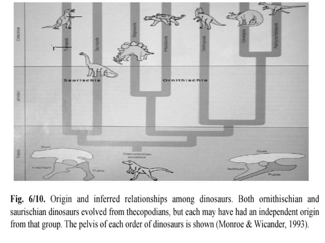 Triassic-Jurassic Periods | PPT | Geography | Science