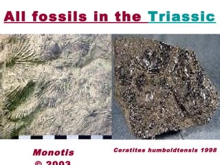 All fossils in the Triassic
Monotis Ceratites humboldtensis 1998
 