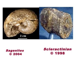 Sagenites
© 2004
Scleractinian
© 1998
 