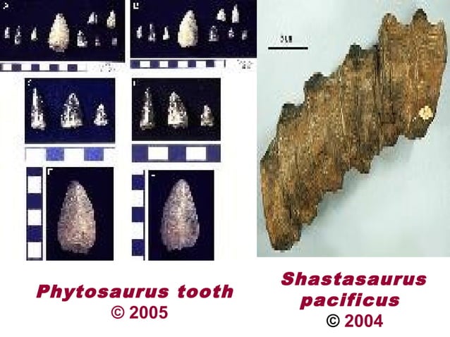 Triassic-Jurassic Periods | PPT | Geography | Science