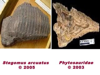 Stegomus arcuatus
© 2005
Phytosauridae
© 2003
 