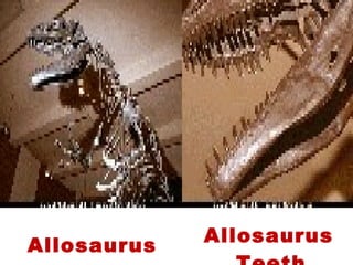  Allosaurus  Allosaurus
 