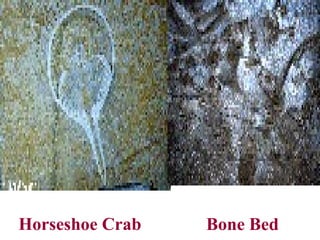 Horseshoe Crab Bone Bed
 
