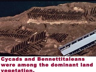 Cycads and Bennettitaleans
were among the dominant land
 