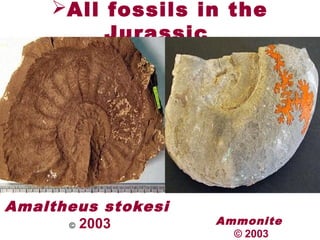 All fossils in the
Jurassic
Amaltheus stokesi
2003© Ammonite
© 2003
 