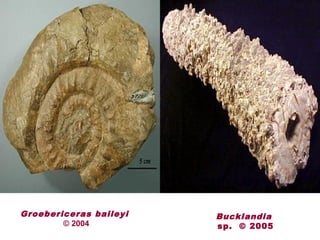 •
Groebericeras baileyi
© 2004
Bucklandia
sp. © 2005
 