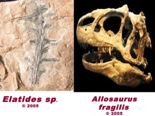Elatides sp.
© 2005
Elatides sp.
© 2005
Allosaurus
fragilis
© 2005
 