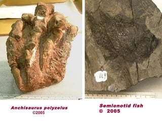 Anchisaurus polyzelus
2005©
Semionotid fish
© 2005
 