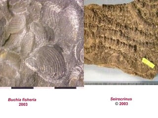 Buchia fisheria
2003
Seirocrinus
2003©
 