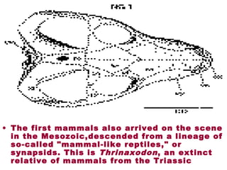 • The first mammals also arrived on the scene
in the Mesozoic,descended from a lineage of
so-called "mammal-like reptiles," or
synapsids. This is Thrinaxodon, an extinct
relative of mammals from the Triassic
 