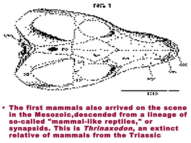 Triassic-Jurassic Periods | PPT | Geography | Science