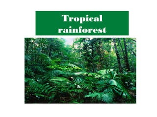 Tropical
rainforest
 