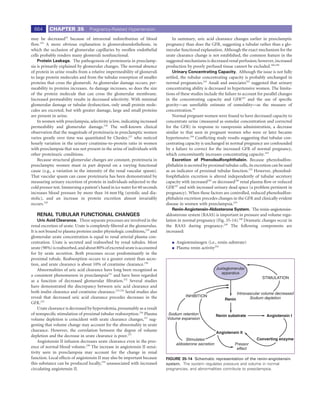 664      CHAPTER 35              Pregnancy-Related Hypertension

may be decreased18 because of intrarenal redistribution of blood                 In summary, uric acid clearance changes earlier in preeclamptic
ﬂow.225 A more obvious explanation is glomeruloendotheliosis, in             pregnancy than does the GFR, suggesting a tubular rather than a glo-
which the occlusion of glomerular capillaries by swollen endothelial         merular functional explanation. Although the exact mechanism for the
cells probably renders many glomeruli nonfunctional.                         urate clearance change is not established, the common feature in the
    Protein Leakage. The pathogenesis of proteinuria in preeclamp-           suggested mechanisms is decreased renal perfusion; however, increased
sia is primarily explained by glomerular changes. The normal absence         production by poorly perfused tissue cannot be excluded.106,240
of protein in urine results from a relative impermeability of glomeruli          Urinary Concentrating Capacity. Although the issue is not fully
to large protein molecules and from the tubular resorption of smaller        settled, the tubular concentrating capacity is probably unchanged in
proteins that cross the glomeruli. As glomerular damage occurs, per-         normal pregnancies.241 Assali and associates242 suggested that urinary
meability to proteins increases. As damage increases, so does the size       concentrating ability is decreased in hypertensive women. The limita-
of the protein molecule that can cross the glomerular membrane.              tions of these studies include the failure to account for parallel changes
Increased permeability results in decreased selectivity. With minimal        in the concentrating capacity and GFR243 and the use of speciﬁc
glomerular damage or tubular dysfunction, only small protein mole-           gravity—an unreliable estimate of osmolality—as the measure of
cules are excreted, but with greater damage, large and small proteins        concentration.18
are present in urine.                                                            Normal pregnant women were found to have decreased capacity to
    In women with preeclampsia, selectivity is low, indicating increased     concentrate urine (measured as osmolar concentration and corrected
permeability and glomerular damage.226 The well-known clinical               for the GFR) in response to vasopressin administration, a decrease
observation that the magnitude of proteinuria in preeclamptic women          similar to that seen in pregnant women who were or later became
varies greatly over time was quantitated by Chesley,227 who noticed          hypertensive.244 Conﬂicting study results suggesting that tubular con-
hourly variation in the urinary creatinine-to-protein ratio in women         centrating capacity is unchanged in normal pregnancy are confounded
with preeclampsia that was not present in the urine of individuals with      by a failure to correct for the increased GFR of normal pregnancy,
other proteinuric conditions.                                                which concomitantly increases concentrating capacity.243
    Because structural glomerular changes are constant, proteinuria in           Excretion of Phenolsulfonphthalein. Because phenolsulfon-
preeclamptic women must in part depend on a varying functional               phthalein is secreted by proximal tubular cells, its excretion can be used
cause (e.g., a variation in the intensity of the renal vascular spasm).      as an indicator of proximal tubular function.235 However, phenolsul-
That vascular spasm can cause proteinuria has been demonstrated by           fonphthalein excretion is altered independently of tubular secretory
measuring urinary excretion of protein in individuals subjected to the       capacity with increased245 or decreased246 renal plasma ﬂow or reduced
cold pressor test. Immersing a patient’s hand in ice water for 60 seconds    GFR247 and with increased urinary dead space (a problem pertinent in
increases blood pressure by more than 16 mm Hg (systolic and dia-            pregnancy). When these factors are controlled, reduced phenolsulfon-
stolic), and an increase in protein excretion almost invariably              phthalein excretion precedes changes in the GFR and clinically evident
occurs.228                                                                   disease in women with preeclampsia.235
                                                                                 Renin-Angiotensin-Aldosterone System. The renin-angiotensin-
   RENAL TUBULAR FUNCTIONAL CHANGES                                          aldosterone system (RAAS) is important in pressure and volume regu-
     Uric Acid Clearance. Three separate processes are involved in the       lation in normal pregnancy (Fig. 35-14).248 Dramatic changes occur in
renal excretion of urate. Urate is completely ﬁltered at the glomerulus.     the RAAS during pregnancy.249 The following components are
It is not bound to plasma proteins under physiologic conditions,229 and      increased:
glomerular urate concentration is equal to renal arterial plasma con-
centration. Urate is secreted and reabsorbed by renal tubules. Most                Angiotensinogen (i.e., renin substrate)
urate (98%) is reabsorbed, and about 80% of excreted urate is accounted            Plasma renin activity250
for by urate secretion. Both processes occur predominantly in the
proximal tubule. Reabsorption occurs to a greater extent than secre-
tion, and urate clearance is about 10% of creatinine clearance.230
     Abnormalities of uric acid clearance have long been recognized as                                    Juxtaglomerular
                                                                                                             apparatus
a consistent phenomenon in preeclampsia231 and have been regarded
                                                                                                                                     STIMULATION
as a function of decreased glomerular ﬁltration.232 Several studies
have demonstrated the discrepancy between uric acid clearance and
both inulin clearance and creatinine clearance.233,234 Serial studies also                                             Intravascular volume decreased
reveal that decreased uric acid clearance precedes decreases in the                     INHIBITION                            Sodium depletion
                                                                                                               Renin
GFR.235
     Urate clearance is decreased by hypovolemia, presumably as a result
of nonspeciﬁc stimulation of proximal tubular reabsorption.236 Plasma         Sodium retention            Renin substrate               Angiotensin I
volume depletion is coincident with urate clearance changes,237 sug-         Volume expansion
gesting that volume change may account for the abnormality in urate
clearance. However, the correlation between the degree of volume                                          Angiotensin II
depletion and the decrease in urate clearance is poor.237
                                                                                       Stimulates                                 Converting enzyme
     Angiotensin II infusion decreases urate clearance even in the pres-
                                                                                  aldosterone secretion              Pressor
ence of normal blood volume.238 The increase in angiotensin II sensi-                                                 effect
tivity seen in preeclampsia may account for the change in renal
function. Local effects of angiotensin II may also be important because      FIGURE 35-14 Schematic representation of the renin-angiotensin
this substance can be produced locally,239 unassociated with increased       system. The system regulates pressure and volume in normal
circulating angiotensin II.                                                  pregnancies, and abnormalities contribute to preeclampsia.
 