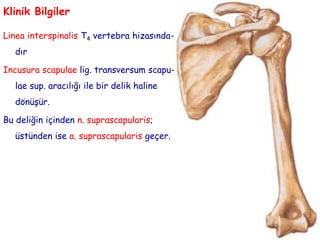 Klinik Bilgiler
Tuberculum supraglenoidale’ye m. biceps
brachii’nin, tuberculum infraglenoida-
le’ye ise m. triceps brachi...