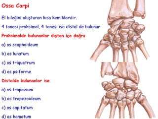 Anatomi ders notu - üst ekstremite kemikleri / Prof. Dr. Ahmet Songur