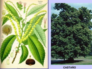 CASTAÑO 