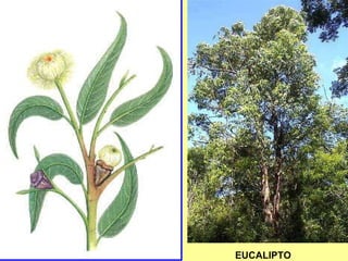EUCALIPTO 