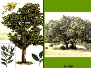 ENCINA 