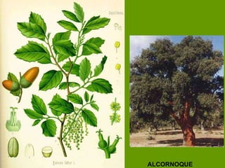 ALCORNOQUE 