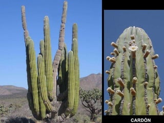 CARDÓN 