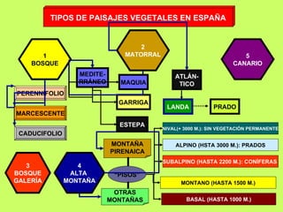 TIPOS DE PAISAJES VEGETALES EN ESPAÑA 1 BOSQUE 2 MATORRAL 5 CANARIO MEDITE- RRÁNEO GARRIGA ATLÁN- TICO PERENNIFOLIO CADUCIFOLIO 4 ALTA  MONTAÑA MONTAÑA PIRENAICA OTRAS MONTAÑAS NIVAL(+ 3000 M.): SIN VEGETACIÓN PERMANENTE “ PISOS” ALPINO (HSTA 3000 M.): PRADOS SUBALPINO (HASTA 2200 M.): CONÍFERAS  BASAL (HASTA 1000 M.) MONTANO (HASTA 1500 M.) 3 BOSQUE GALERÍA ESTEPA MAQUIA LANDA PRADO MARCESCENTE 