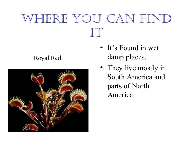 4 venus flytrap venus fly trap how it works