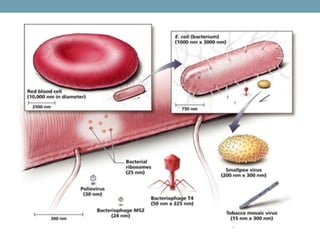  VIRAL GENETICS.pptx