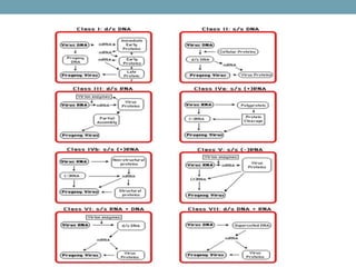  VIRAL GENETICS.pptx