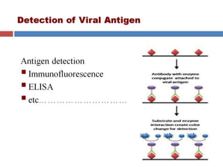  VIRAL GENETICS.pptx