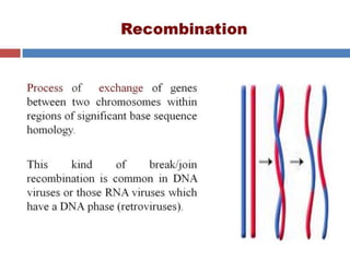  VIRAL GENETICS.pptx