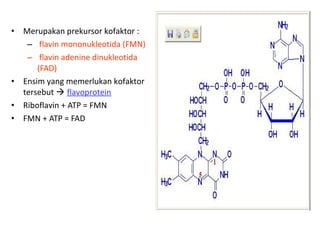 •   Merupakan prekursor kofaktor :
     – flavin mononukleotida (FMN)
     – flavin adenine dinukleotida
        (FAD)
•   Ensim yang memerlukan kofaktor
    tersebut  flavoprotein
•   Riboflavin + ATP = FMN
•   FMN + ATP = FAD
 