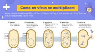 Como os vírus se multiplicam
Entre os diversos tipos de vírus, os bacteriófagos, ou fagos, que atacam bactérias, ilustram
simplificadamente o ciclo viral.
 