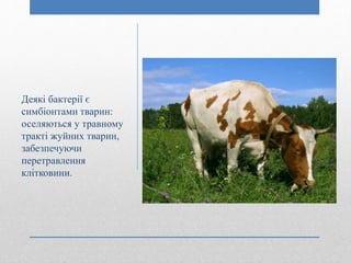 Деякі бактерії є
симбіонтами тварин:
оселяються у травному
тракті жуйних тварин,
забезпечуючи
перетравлення
клітковини.
 