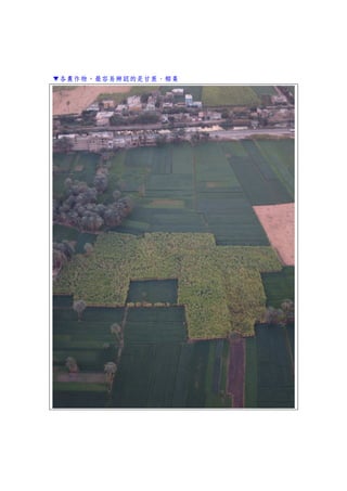 ▼各農作物，最容易辨認的是甘蔗、椰棗
 