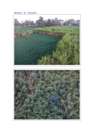 ▼熱氣球「降」到接近農田
 