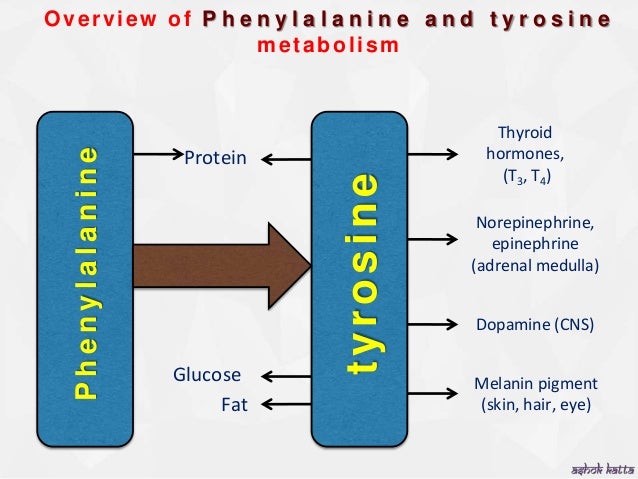Phenylalanin Und Tyrosin Zusammen Nehmen www.slideshare.net