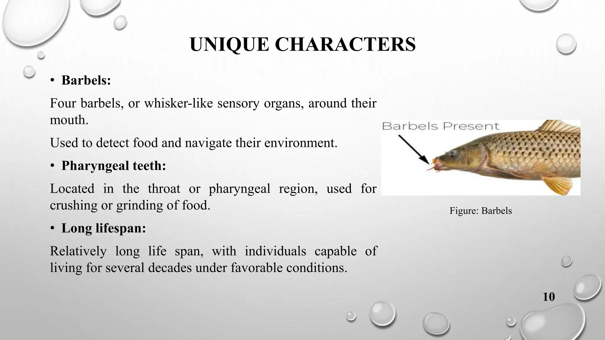 Common carp introduction & Morphology and its behaviour characteristics ...