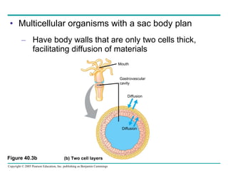 Multicellular organisms with a sac body plan Have body walls that are only two cells thick, facilitating diffusion of materials Figure 40.3b Mouth Gastrovascular cavity Diffusion Diffusion (b) Two cell layers 