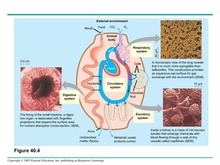 External environment Food CO 2 O 2 Mouth Animal body Respiratory system Circulatory system Nutrients Excretory system Digestive system Heart Blood Cells Interstitial fluid Anus Unabsorbed matter (feces) Metabolic waste products (urine) The lining of the small intestine, a diges- tive organ, is elaborated with fingerlike projections that expand the surface area for nutrient absorption (cross-section, SEM). A microscopic view of the lung reveals  that it is much more spongelike than  balloonlike. This construction provides  an expansive wet surface for gas  exchange with the environment (SEM). Inside a kidney is a mass of microscopic  tubules that exhange chemicals with  blood flowing through a web of tiny  vessels called capillaries (SEM).  0.5 cm 10 µm 50 µm Figure 40.4 