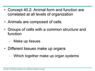 Concept 40.2: Animal form and function are correlated at all levels of organization Animals are composed of cells Groups of cells with a common structure and function Make up tissues Different tissues make up organs Which together make up organ systems 