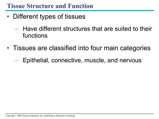 Different types of tissues Have different structures that are suited to their functions Tissues are classified into four main categories Epithelial, connective, muscle, and nervous Tissue Structure and Function 
