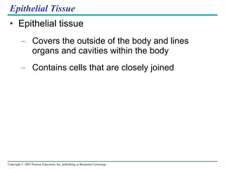 Epithelial Tissue Epithelial tissue Covers the outside of the body and lines organs and cavities within the body Contains cells that are closely joined 