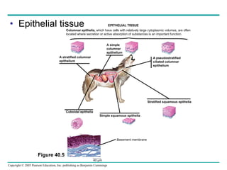 Epithelial tissue EPITHELIAL TISSUE Columnar epithelia,  which have cells with relatively large cytoplasmic volumes, are often  located where secretion or active absorption of substances is an important function. A stratified columnar  epithelium A simple columnar  epithelium A pseudostratified ciliated columnar epithelium Stratified squamous epithelia Simple squamous epithelia Cuboidal epithelia Basement membrane 40 µm Figure 40.5 