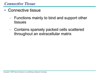 Connective Tissue Connective tissue Functions mainly to bind and support other tissues Contains sparsely packed cells scattered throughout an extracellular matrix 